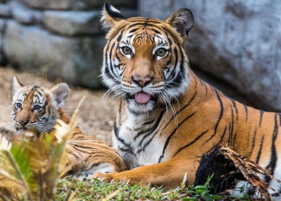 Animals such as the tigers pictured tend to be favored by conservationists due to their humanistic physical features and family structure.