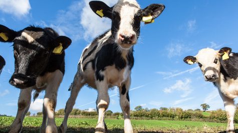 Cows from a Texas Dairy farm enjoy the sunny meadow.