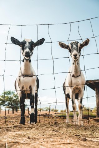 Goats have become a common solution to eliminating invasive plant species.