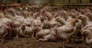 American factory farm shows the close quarters and the awful conditions the animals are kept in.