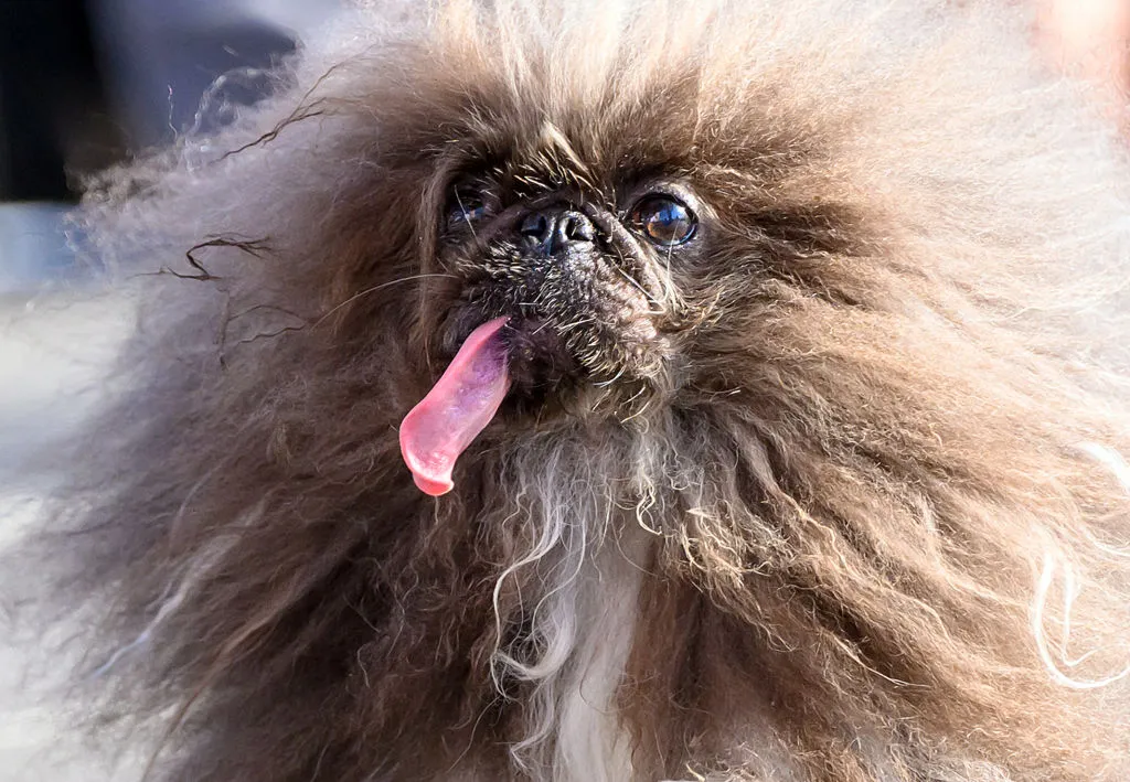 2024's winner of the World's Ugliest Dog title, Wild Thang.