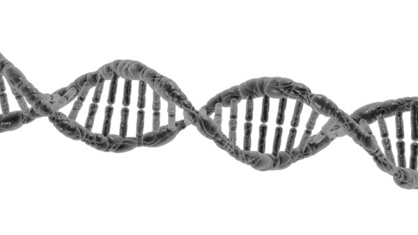 Scientists have tried for years to perfectly clone DNA.
