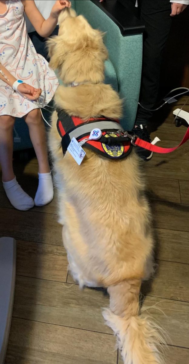 Therapy dog bringing joy and comfort to a patient in the hospital.