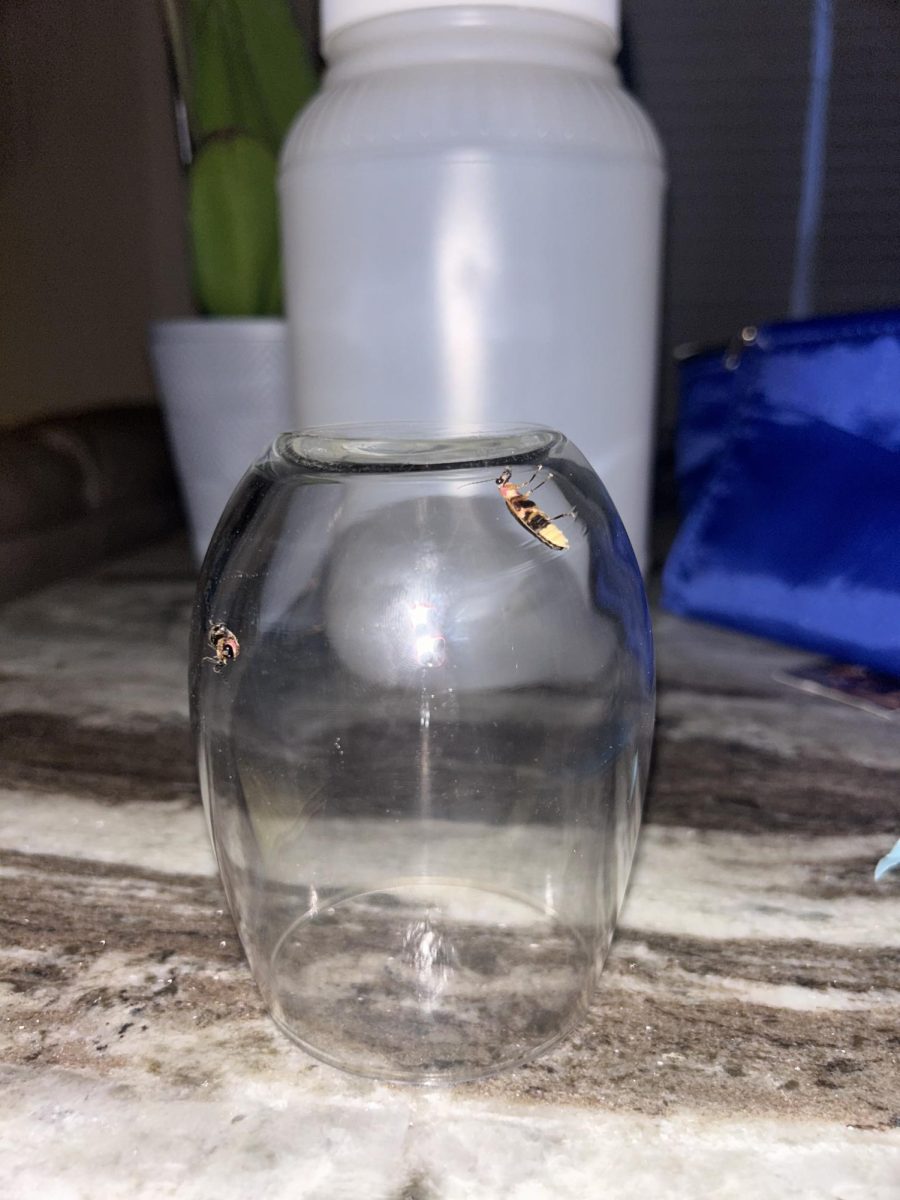 The summertime tradition of catching fireflies under a glass, before being let go, is slowly fading away.