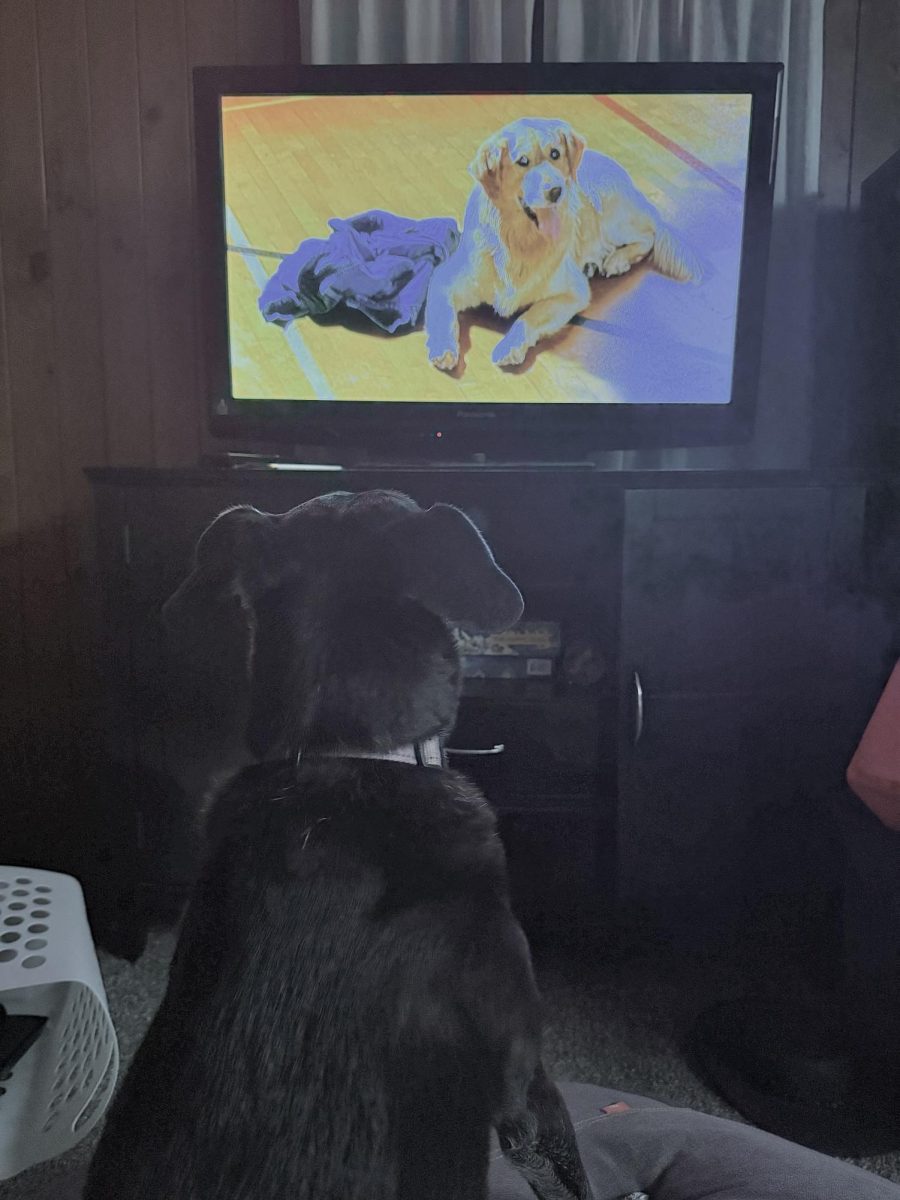 A dog watching "Air Bud," impressed by the skill that Buddy has when playing basketball.