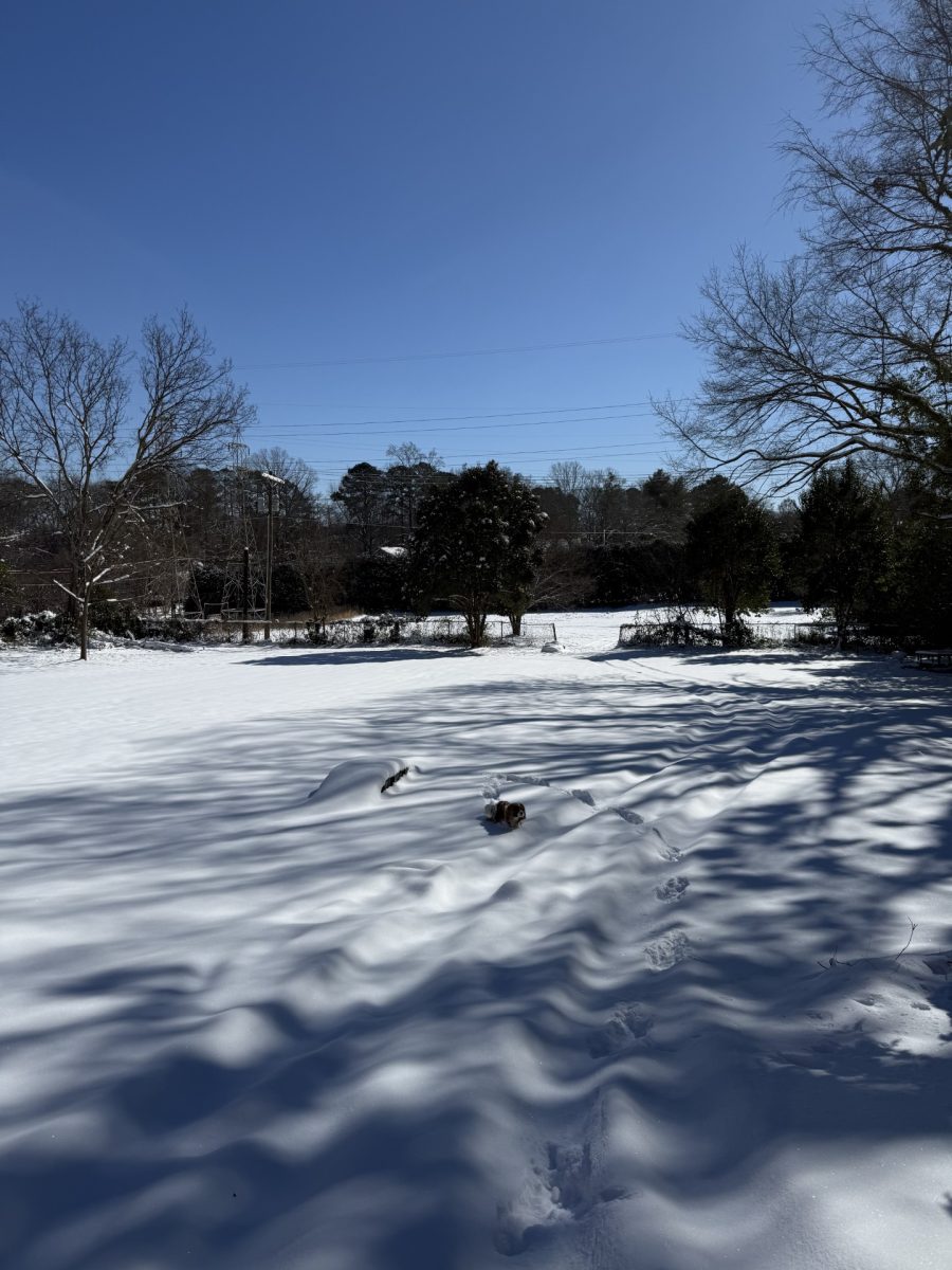 A backyard full of pure snow in Spartanburg, South Carolina.